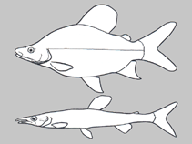 Image of Distichodus ingae 