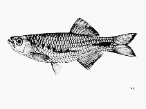 Image of Devario laoensis 