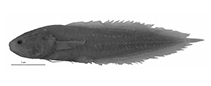 Image of Diancistrus alleni (Allen\