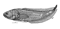 Image of Diancistrus beateae (Beate\