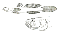 Image of Didogobius bentuvii (Ben-Tuvia\