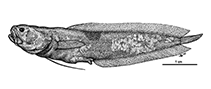 Image of Diancistrus brevirostris (Shortnosed coralbrotula)