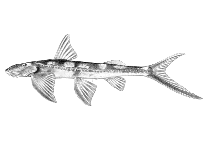 Image of Congoglanis alula 