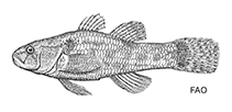 Image of Dormitator cubanus 