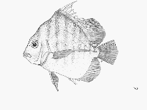 Image of Drepane africana (African sicklefish)