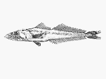 Image of Dysalotus oligoscolus 