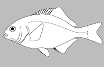 Image of Brachyistius aletes 