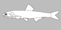 Image of Thrissina cultella (Cutlass Thryssa)