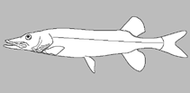 Image of Esox aquitanicus (Aquitanian pike)