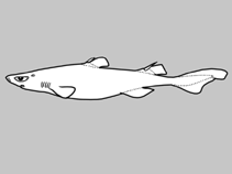 Image of Etmopterus marshae (Marsha’s lanternshark)