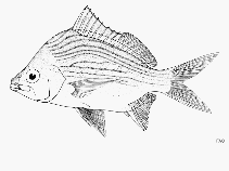 Image of Eugerres axillaris (Black axillary mojarra)