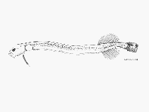 Image of Eutaeniophorus festivus (Festive ribbonfish)