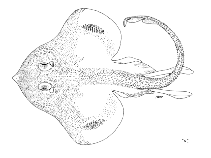 Image of Fenestraja sibogae (Siboga skate)