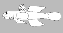 Image of Mugilogobius karatunensis 