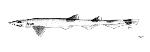 Image of Galeus gracilis (Slender sawtail catshark)