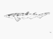 Image of Galeus polli (African sawtail catshark)