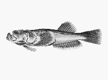 Image of Xenocephalus armatus (Armoured blenny)