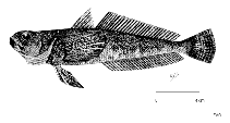 Image of Gobionotothen acuta (Triangular rockcod)