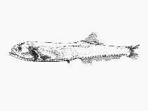 Image of Gonostoma atlanticum (Atlantic fangjaw)