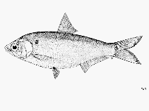 Image of Gonialosa manmina (Ganges river gizzard shad)