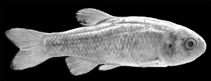 Image of Grundulus quitoensis 