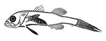 Image of Gymnapogon melanogaster 