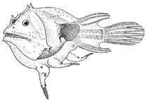 Image of Haplophryne mollis (Soft leafvent angler)