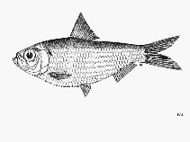 Image of Herklotsichthys gotoi (Goto\