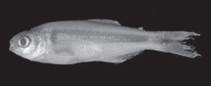 Image of Hemibrycon paez 