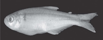 Image of Hemibrycon rafaelensis 