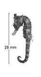 Image of Hippocampus angustus (Western spiny seahorse)