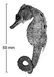 Image of Hippocampus planifrons (Flatface seahorse)