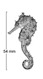 Image of Hippocampus angustus (Western spiny seahorse)