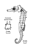 Image of Hippocampus pusillus (Pygmy thorny seahorse)