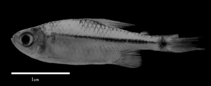 Image of Hyphessobrycon amaronensis 