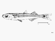 Image of Hypoatherina barnesi (Barnes\