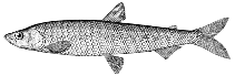 Image of Hypomesus japonicus 