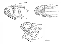 Image of Hymenocephalus longibarbis (Longbarb whiptail)