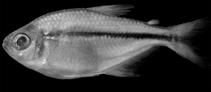 Image of Hyphessobrycon oritoensis 