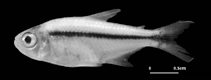 Image of Hyphessobrycon paucilepis 