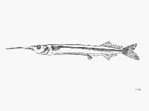 Image of Hyporhamphus picarti (African halfbeak)