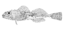 Image of Icelinus borealis (Northern sculpin)