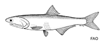 Image of Jurengraulis juruensis (Jurua anchovy)