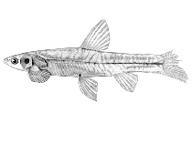 Image of Kneria sjolandersi 