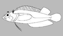 Image of Starksia guttata (Spotted blenny)