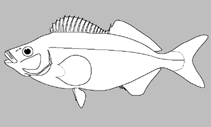 Image of Goniistius francisi (Blacktip morwong)