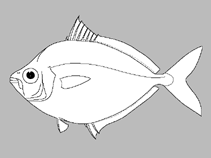 Image of Equulites ryukyuensis (Okinawan whip-fin ponyfish)