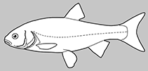 Image of Tampichthys mandibularis (Flatjaw minnow)