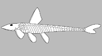 Image of Hypostomus scabriceps 