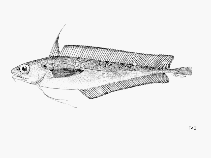 Image of Laemonema laureysi (Guinean codling)